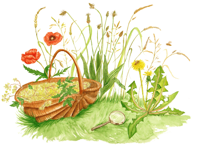 Atelier des Bonnes Herbes