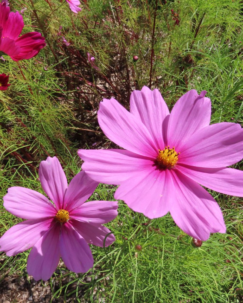 cosmos-ateliers-botaniques